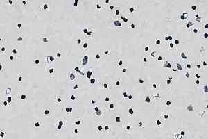 Линолеум Forbo Sphera Ec 450017 ivory фото  | FLOORDEALER